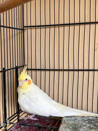 Cockatiel & Cages for Sale