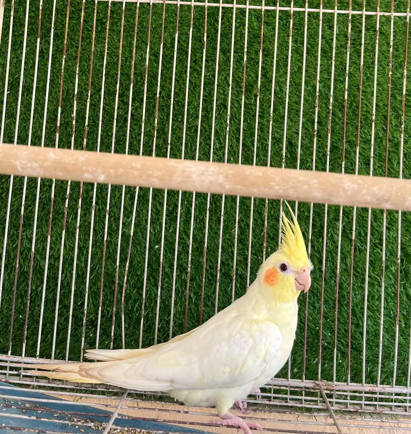 Cockatiel & Cages for Sale — photo 2