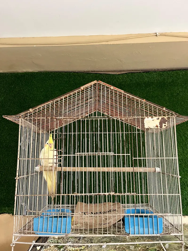 Cockatiel & Cages for Sale — photo 3
