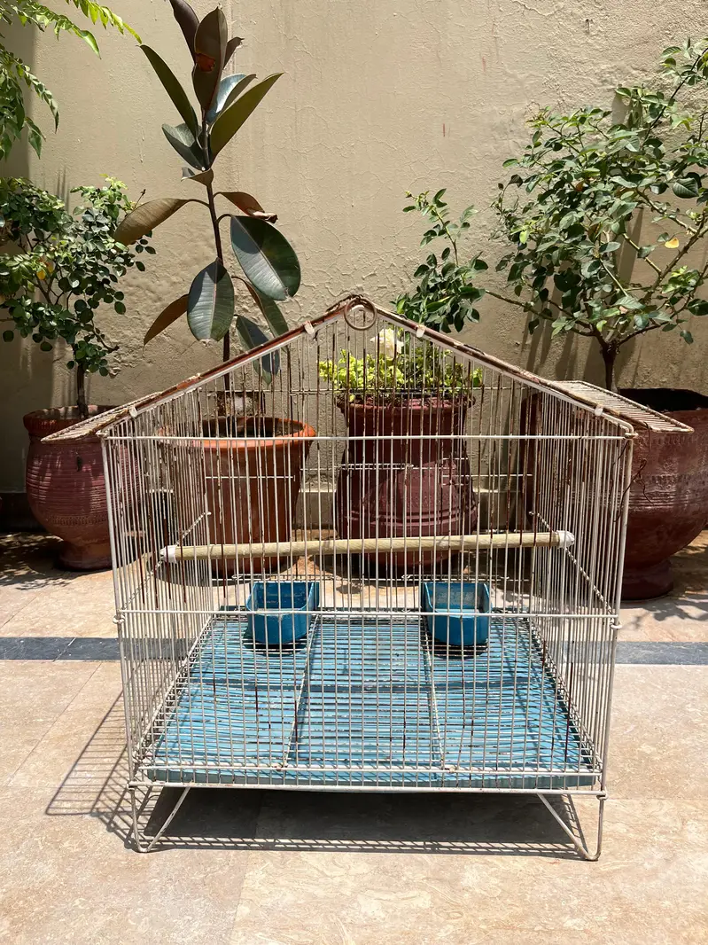 Cockatiel & Cages for Sale — photo 5