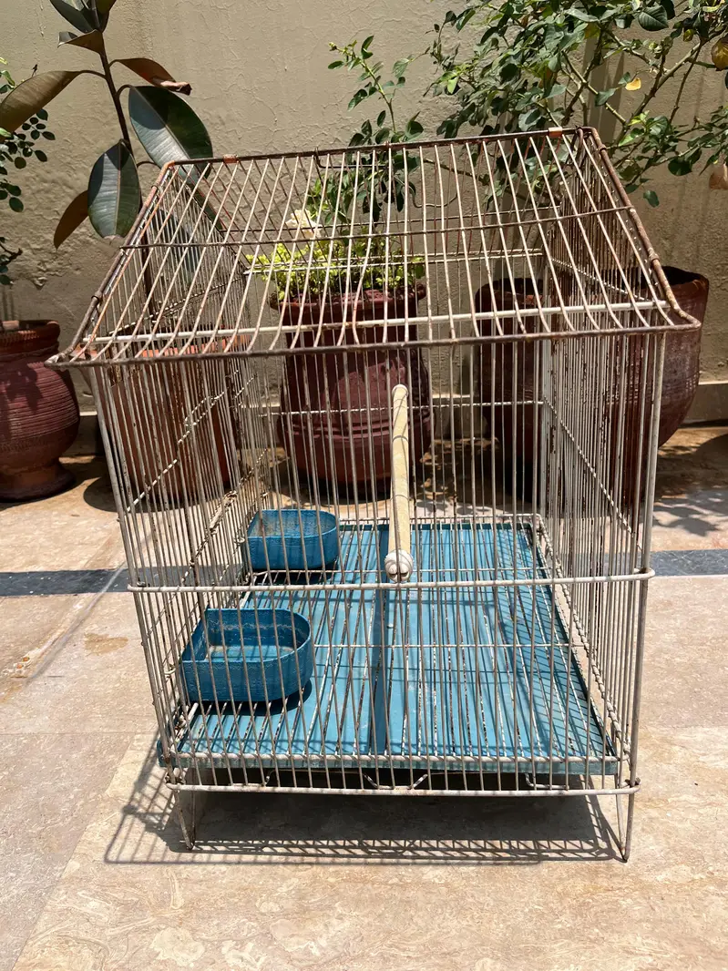 Cockatiel & Cages for Sale — photo 6