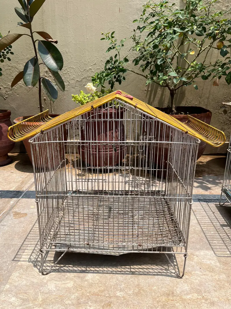 Cockatiel & Cages for Sale — photo 8