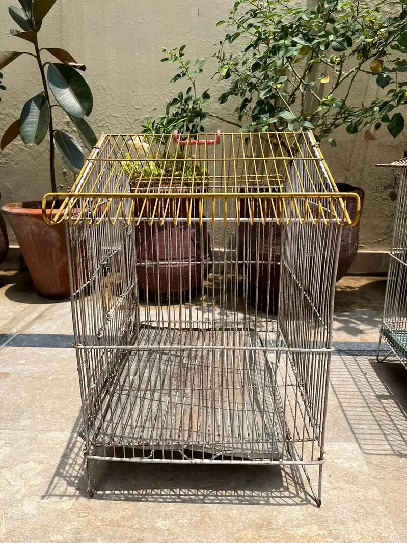 Cockatiel & Cages for Sale — photo 10