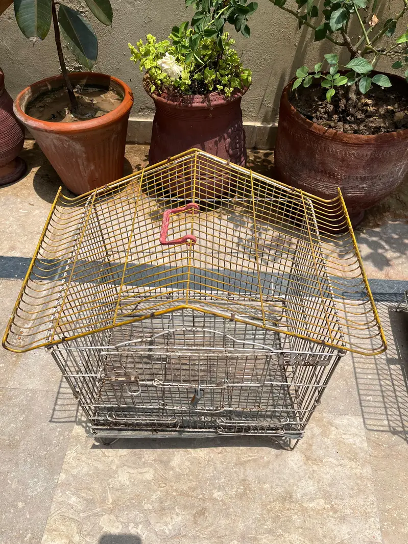 Cockatiel & Cages for Sale — photo 11