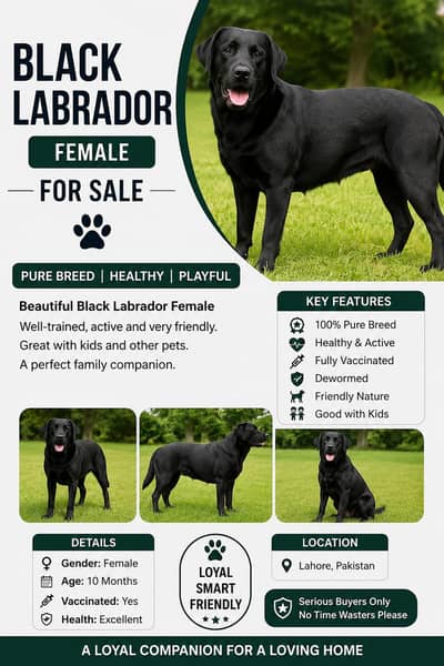 Black Labrador Female Dog for Sale – Healthy & Beautiful