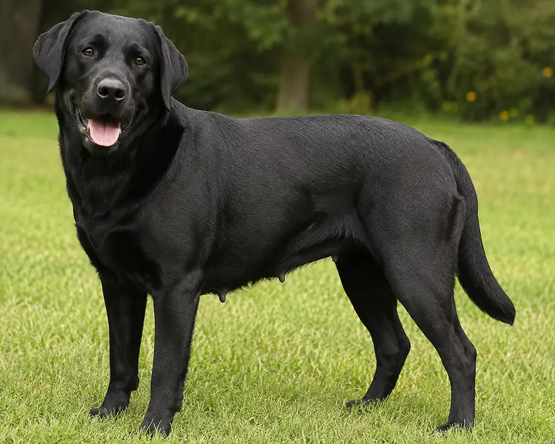 Black Labrador Female Dog for Sale – Healthy & Beautiful — photo 2