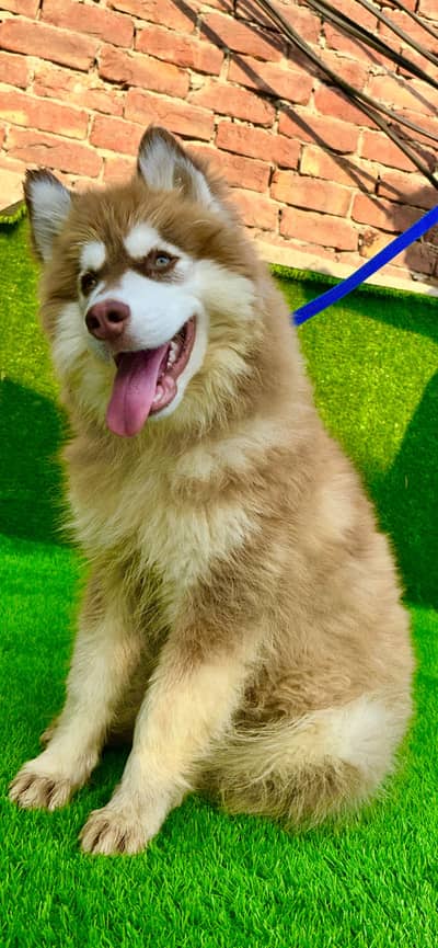 Alaskan malamute puppy
