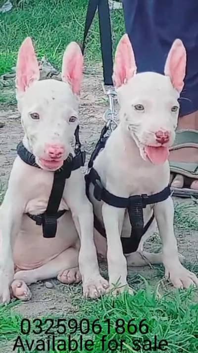 paver khalis Guwahati gultair female available pink nose Billi ice