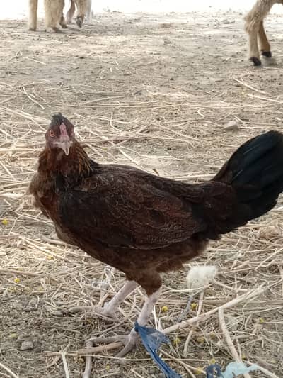 Normal desi hen