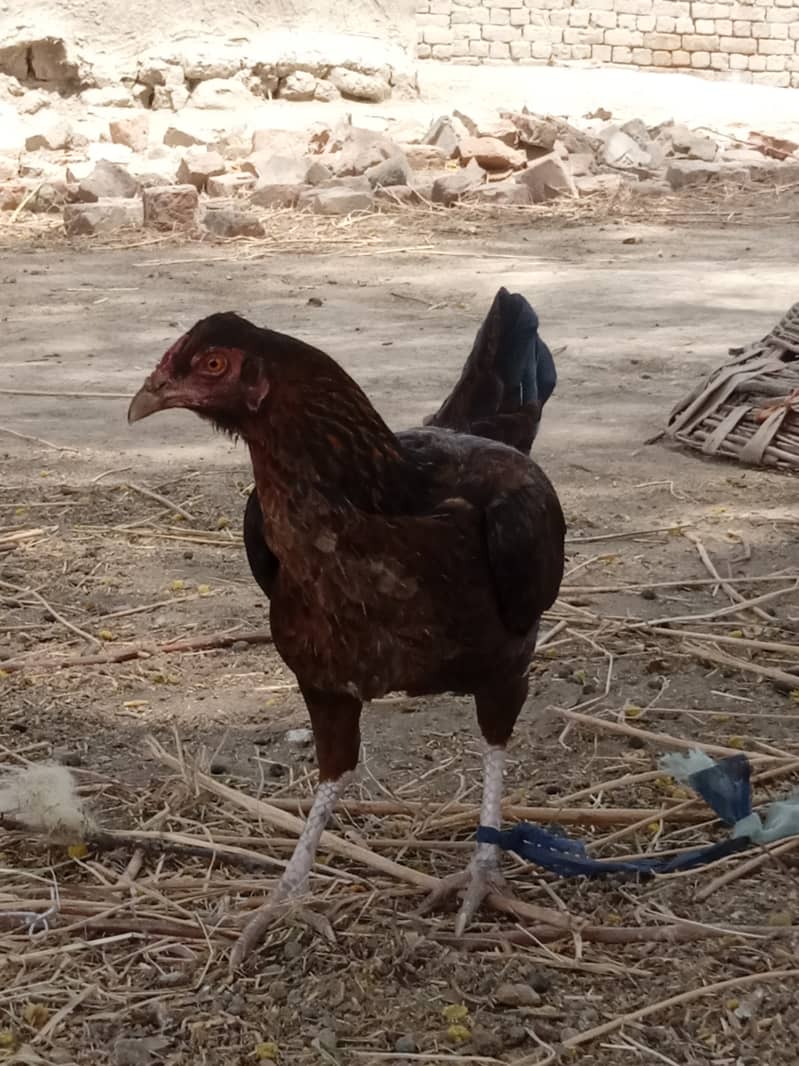 Normal desi hen 1