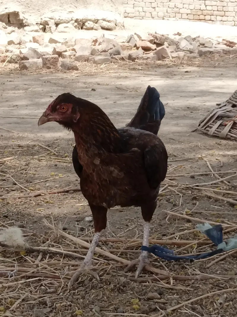 Normal desi hen — photo 2
