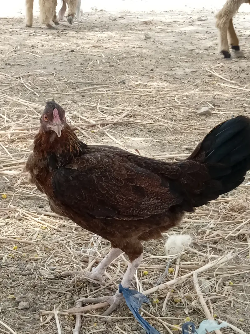 Normal desi hen — photo 3