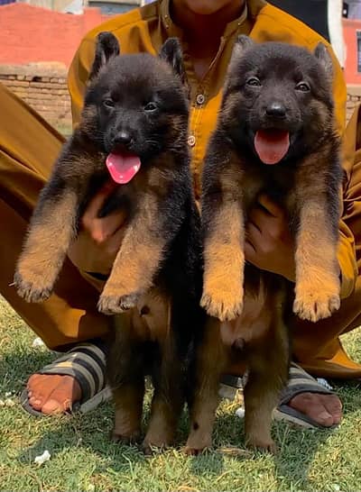 German Shepherd double coat pair 2 month for sale
