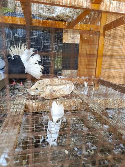 black body white tail male available