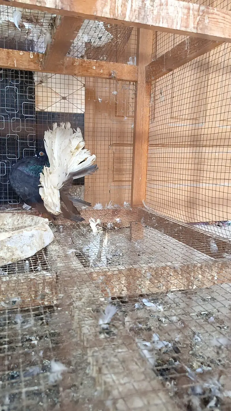 black body white tail male available — photo 2