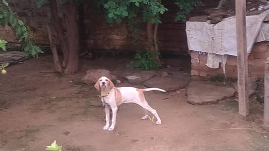 English pointer dog for sale