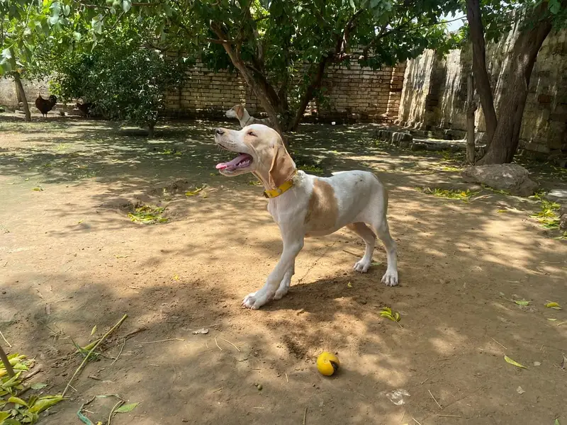 English pointer dog for sale — photo 2
