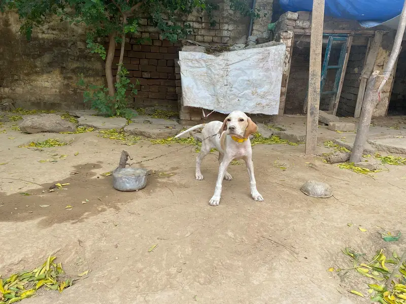 English pointer dog for sale — photo 3