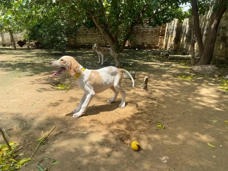 English pointer dog for sale — photo 4
