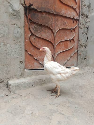 aseel heera for sale full active
