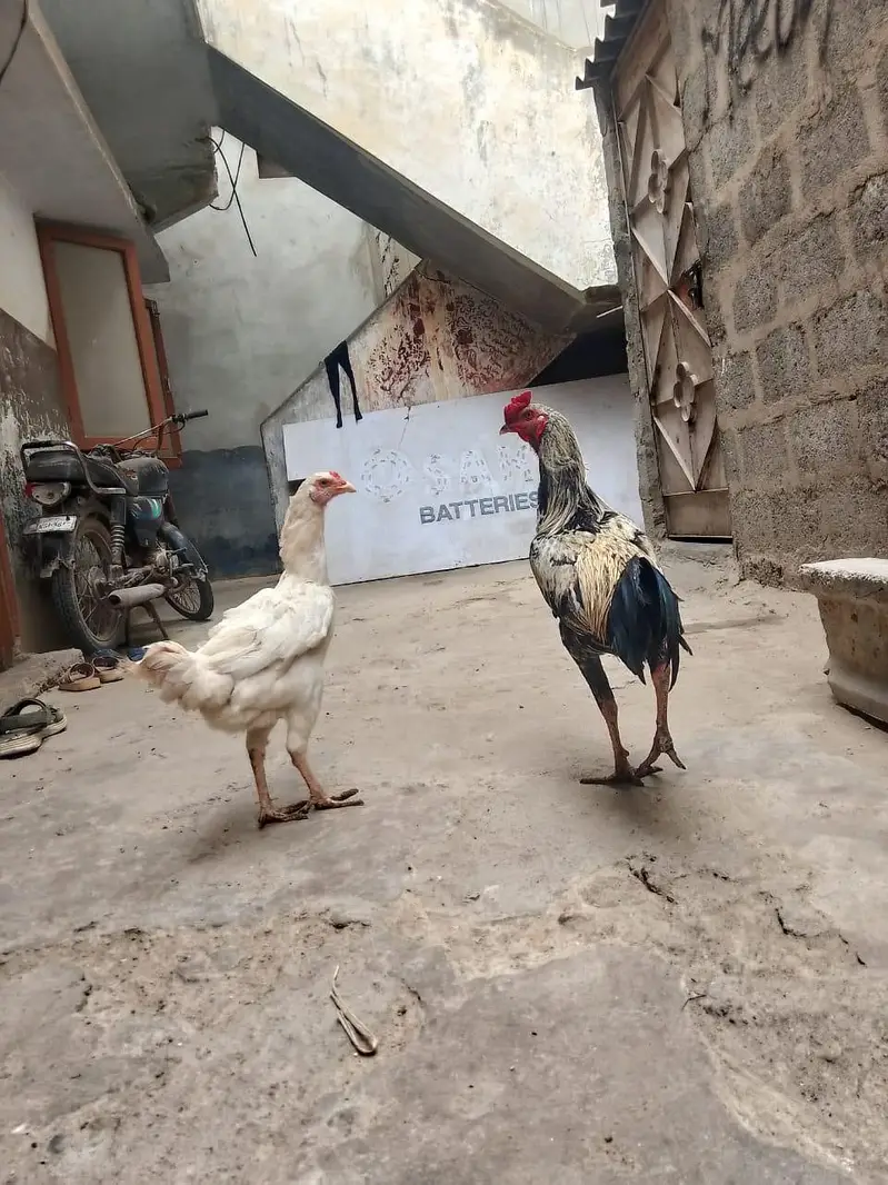 aseel heera for sale full active — photo 2
