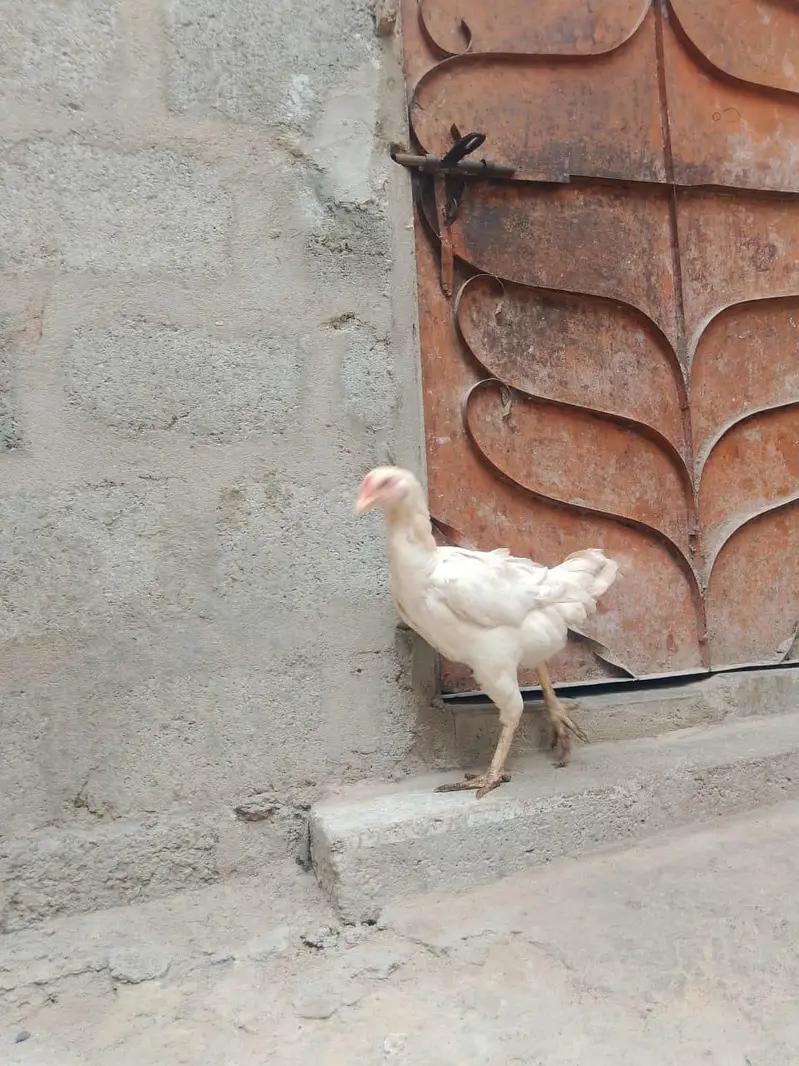 aseel heera for sale full active — photo 3