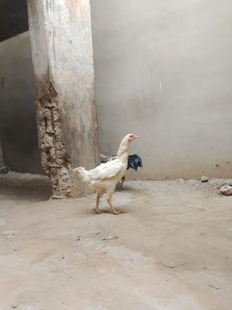 aseel heera for sale full active — photo 4