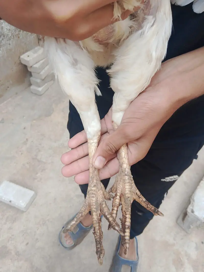aseel heera for sale full active — photo 5
