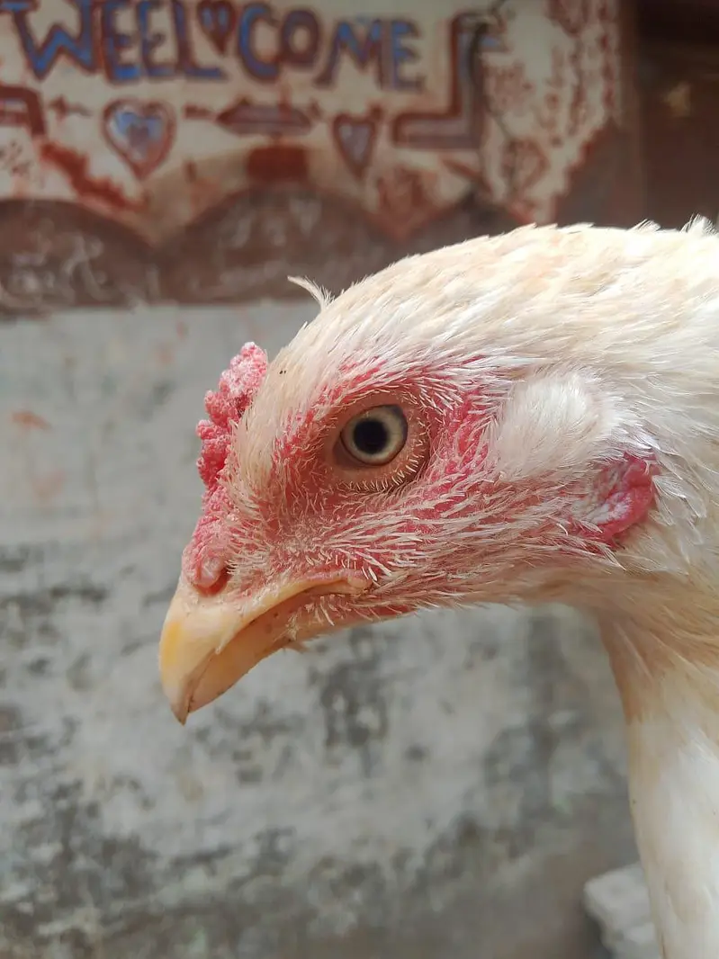 aseel heera for sale full active — photo 6