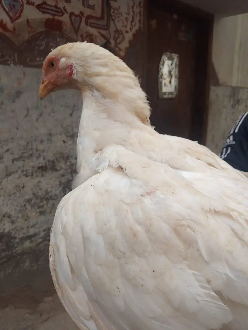 aseel heera for sale full active — photo 7