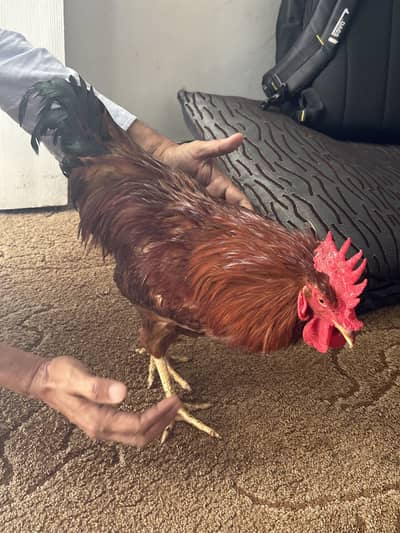 THREE MALE HENS FOR URGENT SALE