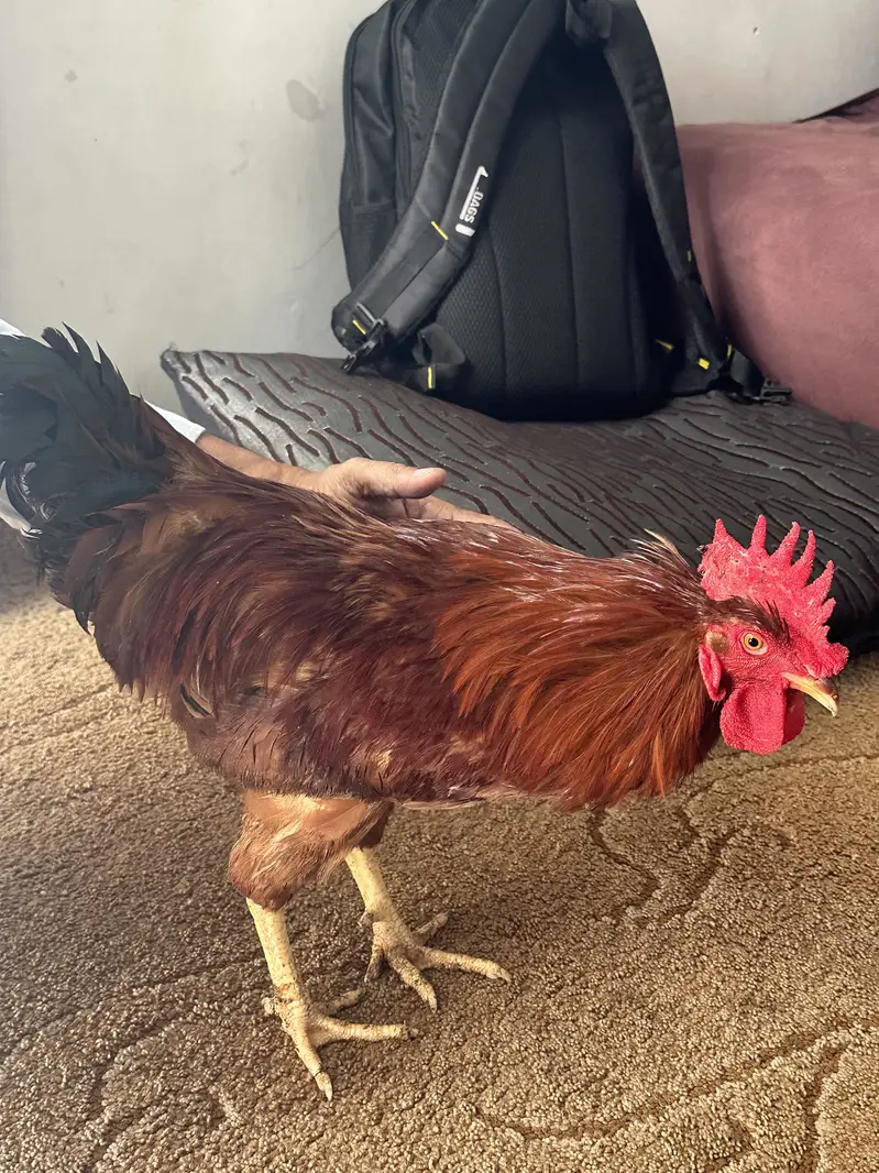 THREE MALE HENS FOR URGENT SALE — photo 2