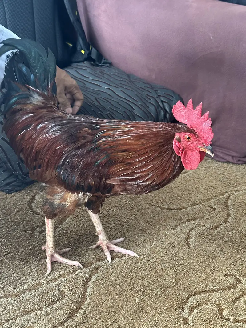 THREE MALE HENS FOR URGENT SALE — photo 3