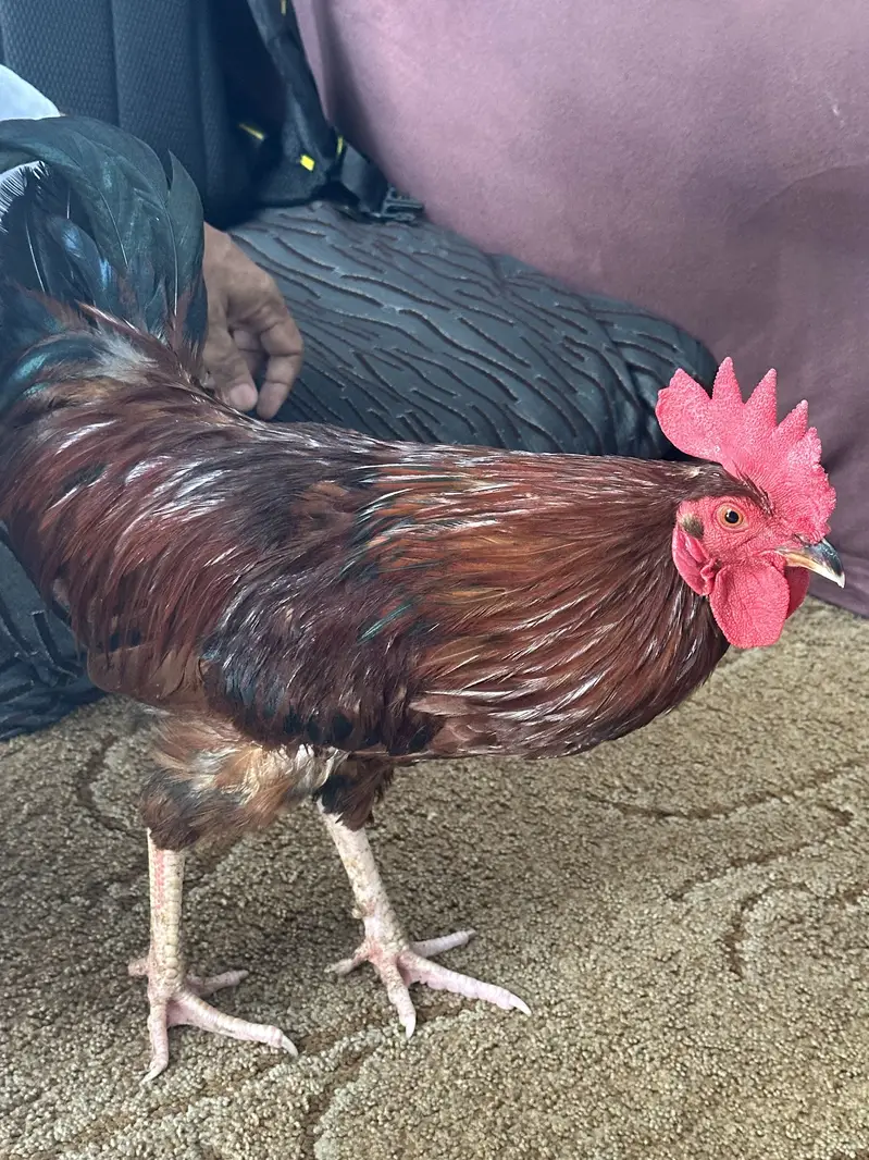 THREE MALE HENS FOR URGENT SALE — photo 4