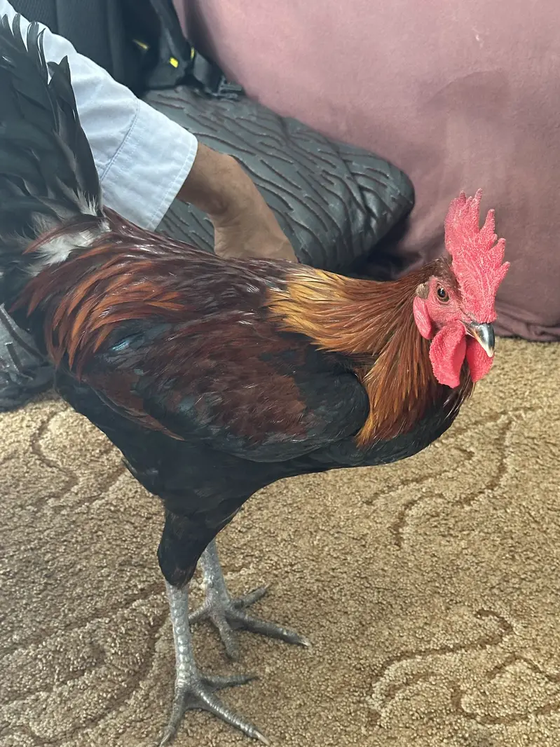 THREE MALE HENS FOR URGENT SALE — photo 5