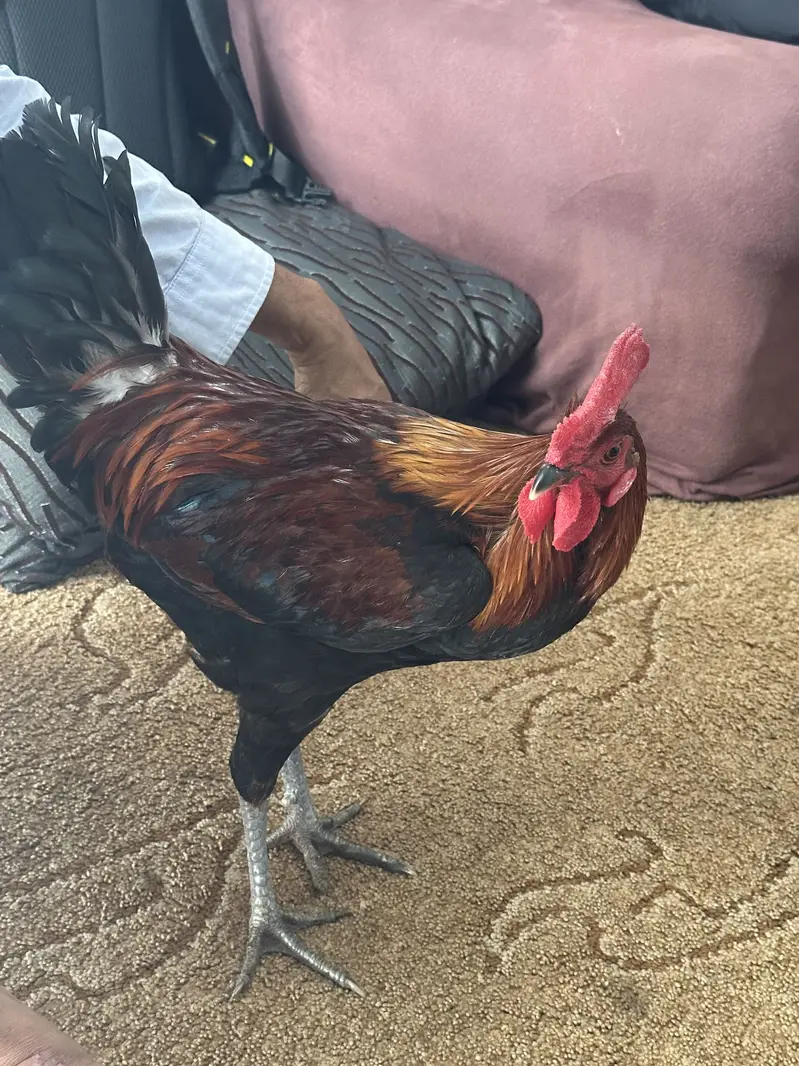 THREE MALE HENS FOR URGENT SALE — photo 6