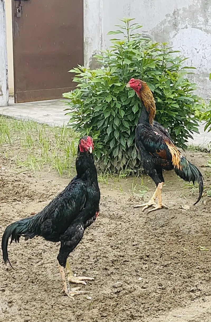Japanese Shamo + Buchiban Breed — photo 2