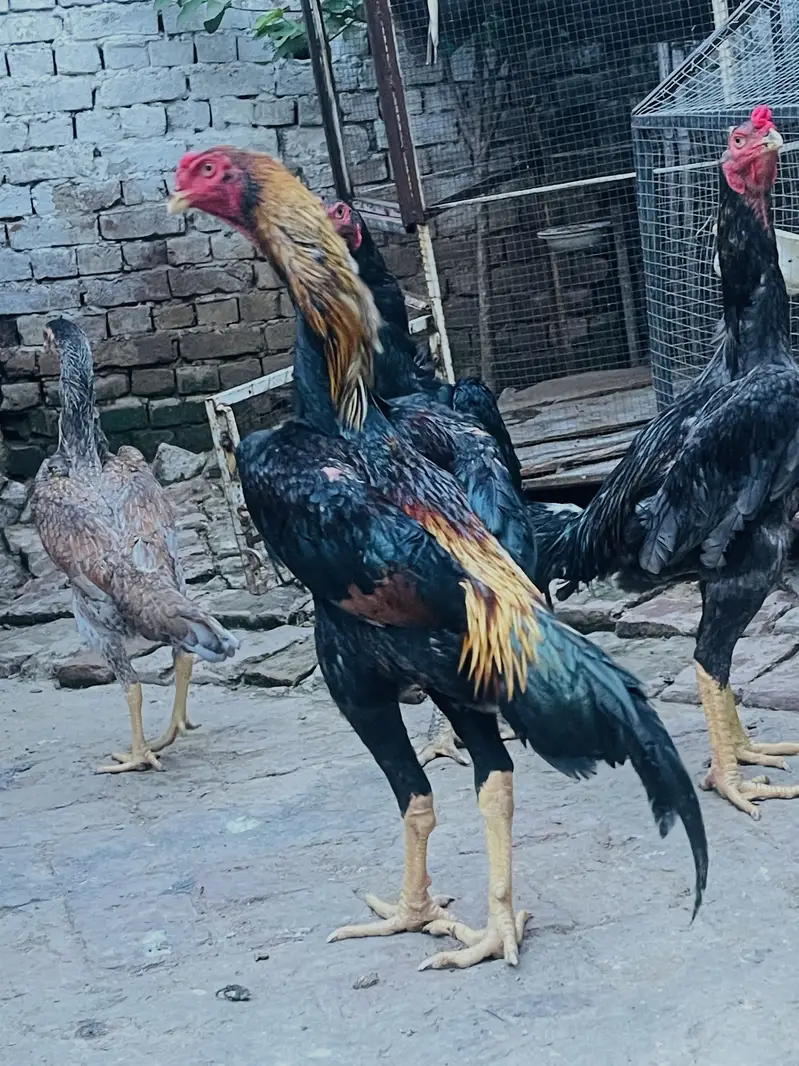 Japanese Shamo + Buchiban Breed — photo 3
