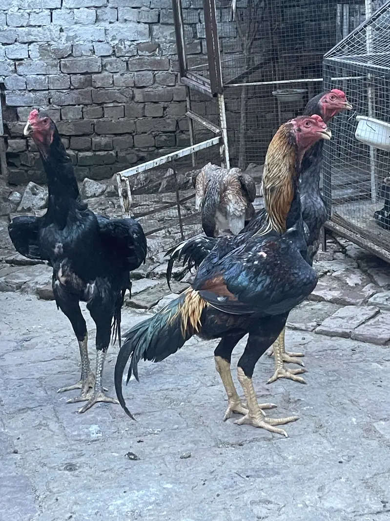Japanese Shamo + Buchiban Breed — photo 4