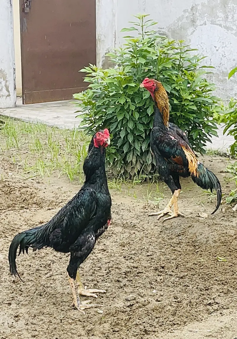 Japanese Shamo + Buchiban Breed — photo 5