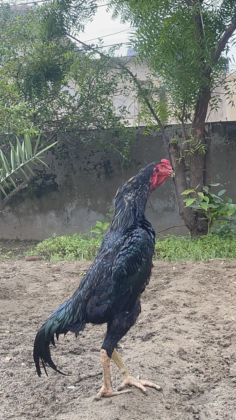 Japanese Shamo + Buchiban Breed — photo 6