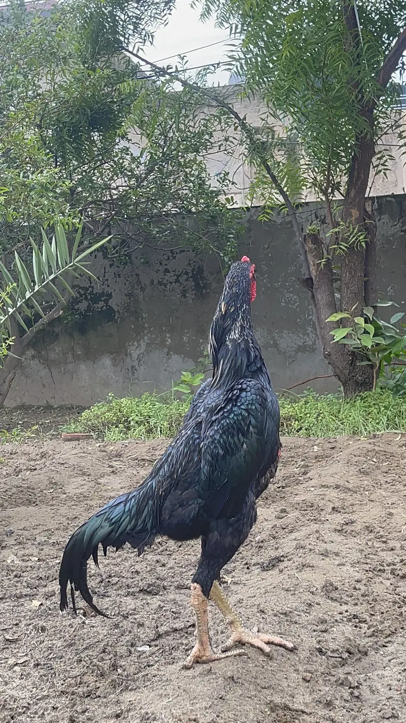 Japanese Shamo + Buchiban Breed — photo 8