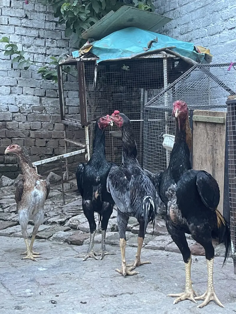 Japanese Shamo + Buchiban Breed — photo 9
