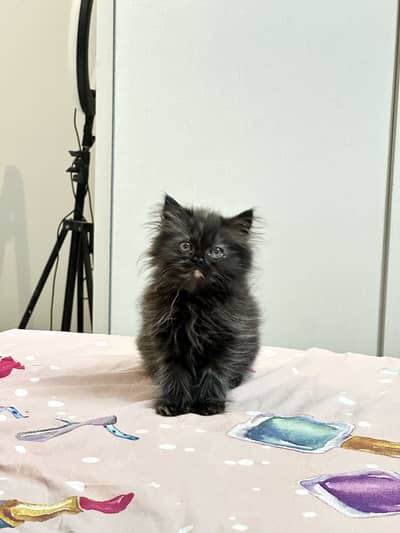 Persian kitten