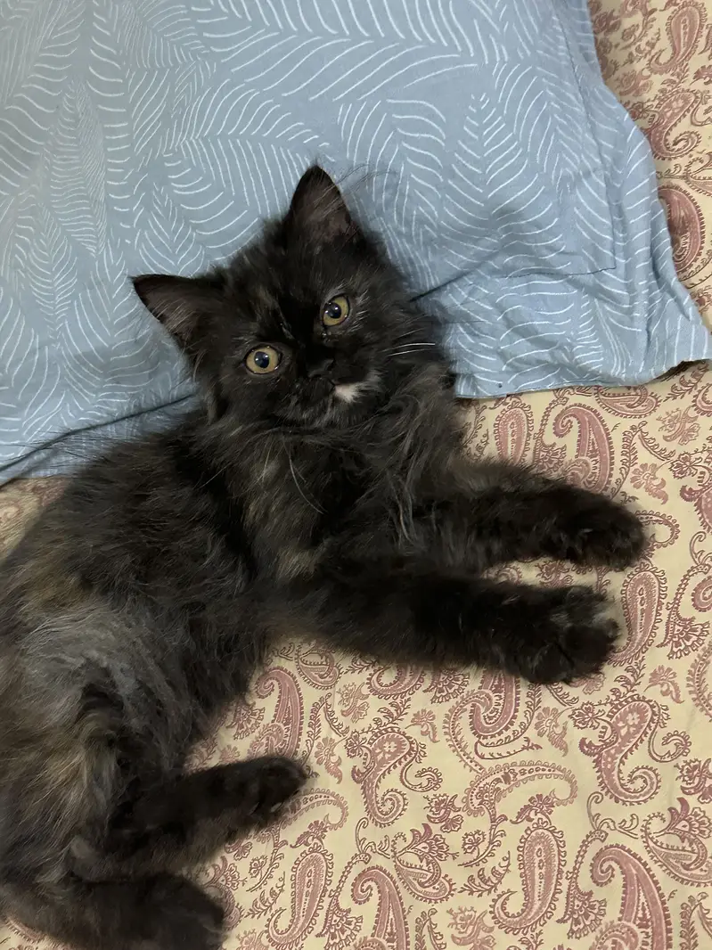 Persian kitten — photo 2