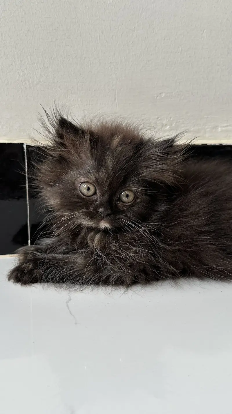 Persian kitten — photo 3
