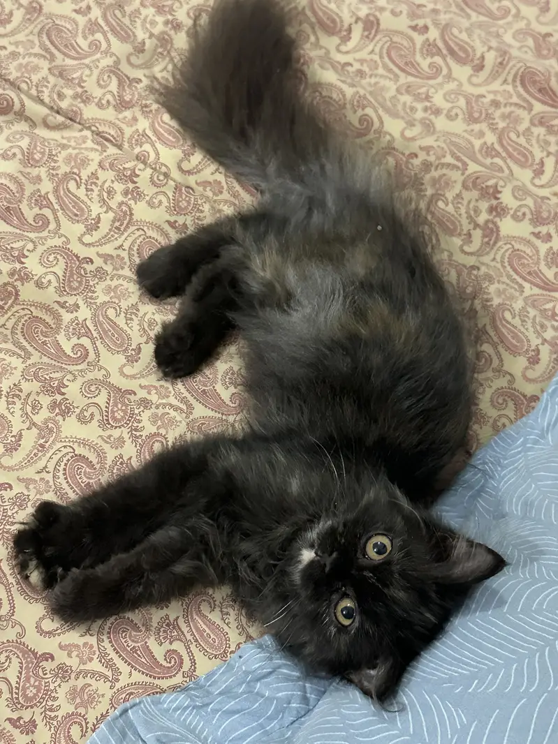 Persian kitten — photo 4