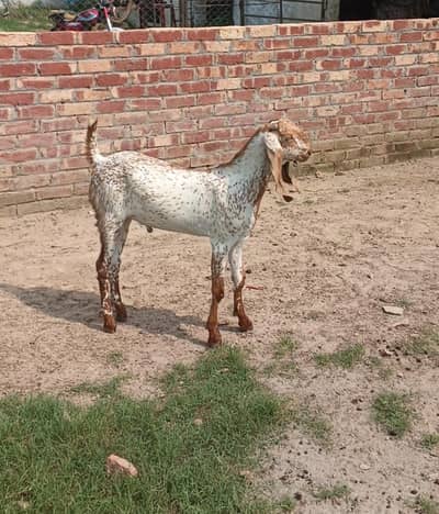 bakraa for bakraa Eid 2027
