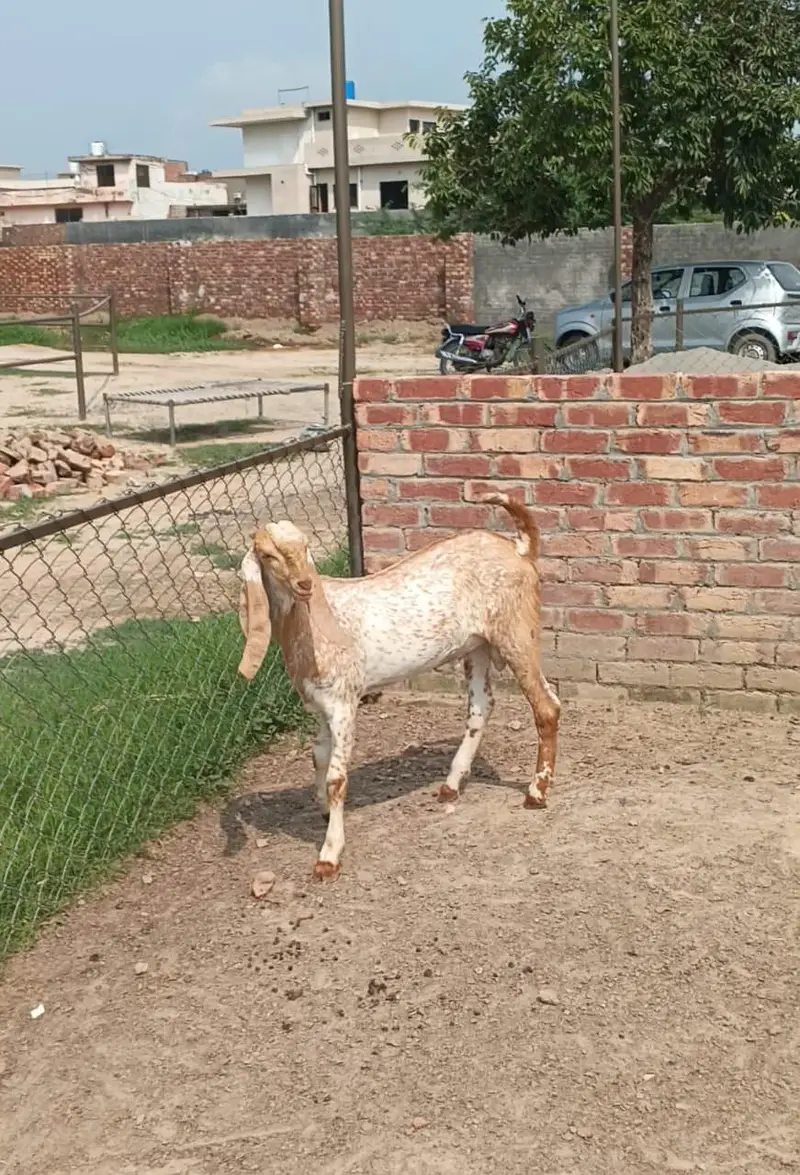 bakraa for bakraa Eid 2027 — photo 2