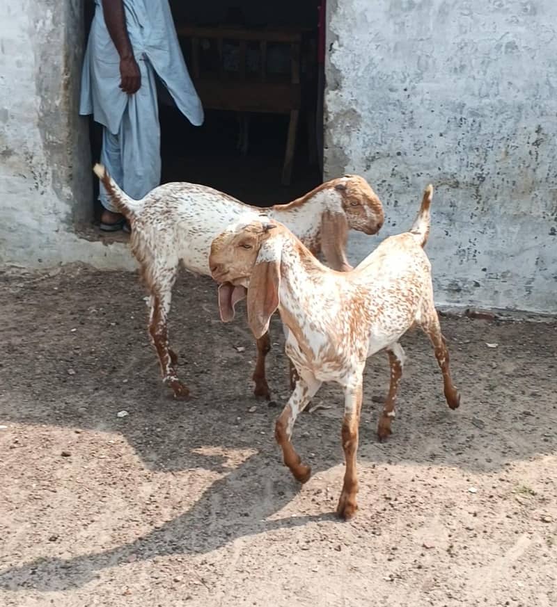 bakraa for bakraa Eid 2027 2